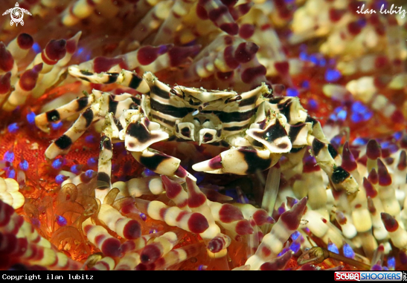 A crab