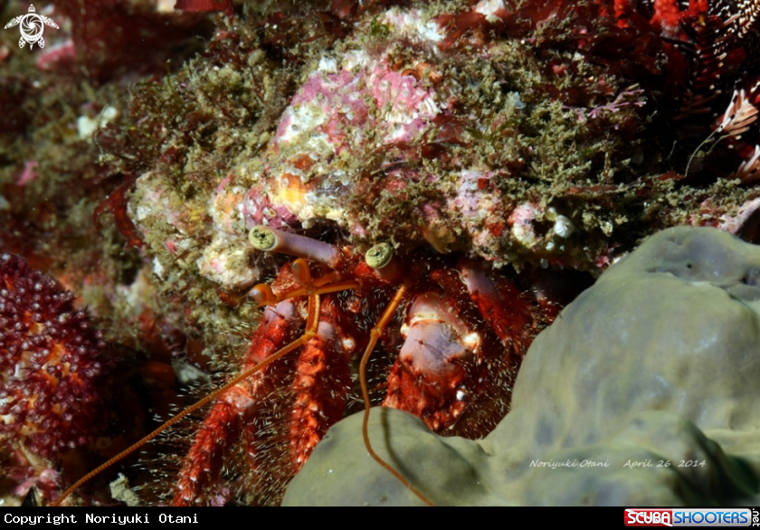 A Hermit crab
