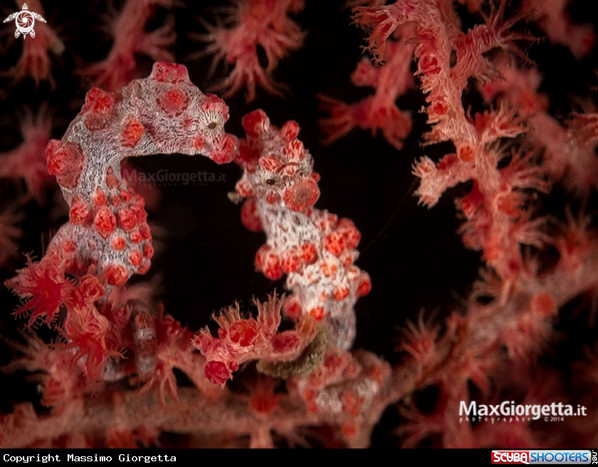 A bargibanti pigmy sea horse