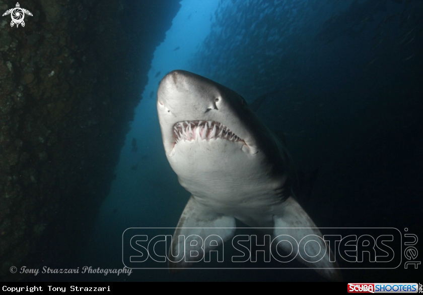 A Grey Nurse Shark (Sand Tiger, Ragged Tooth)