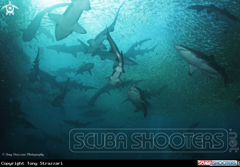A Grey Nurse Shark (Sand Tiger, Ragged Tooth)
