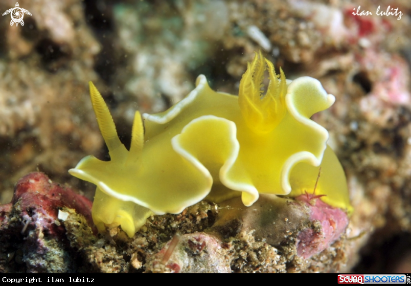 A Nudibranch