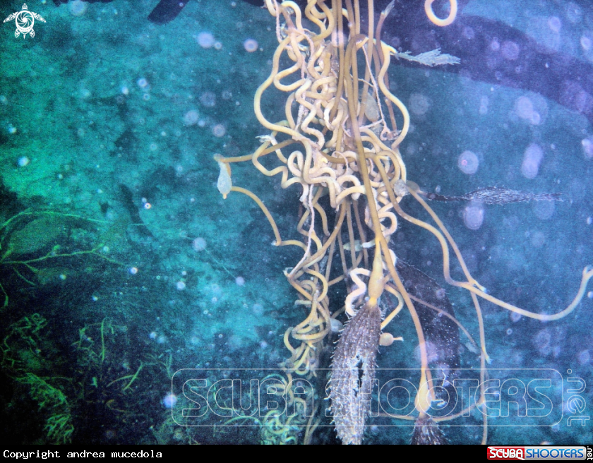 A kelp