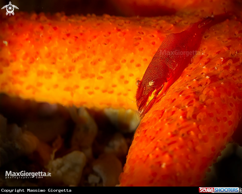 A red star shrimp