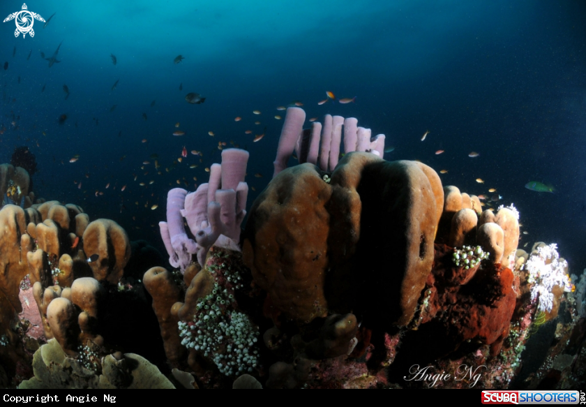 A Coral