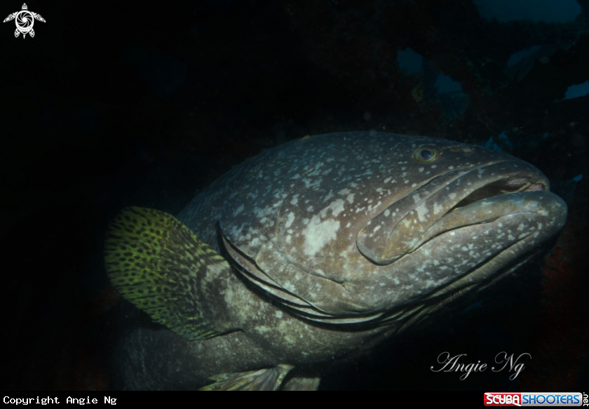 A Grouper