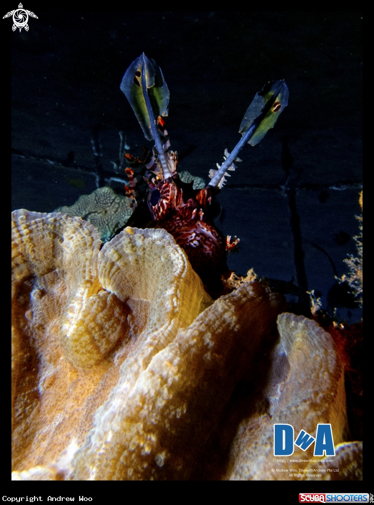 A Lionfish