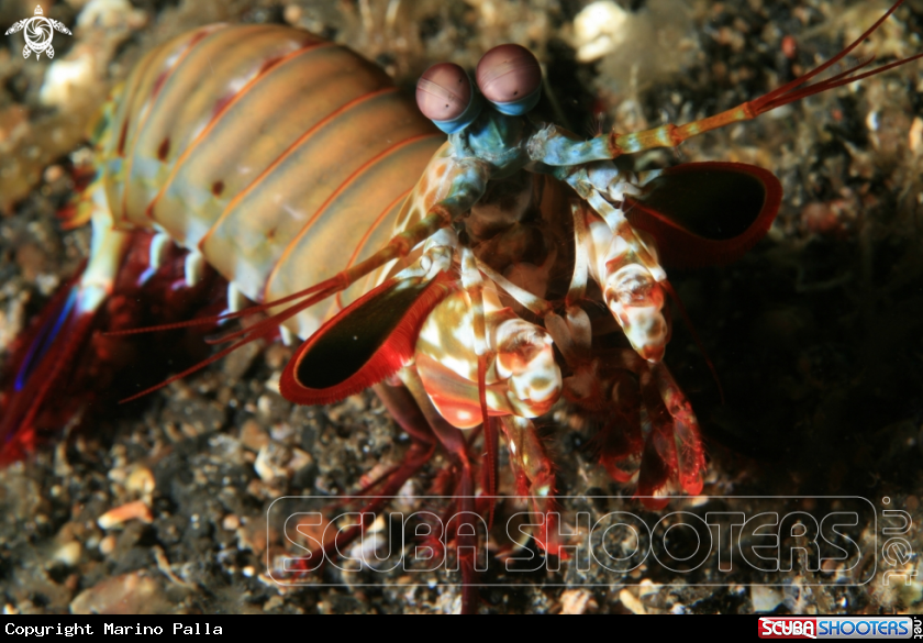 A Peacock Mantis Shrimp