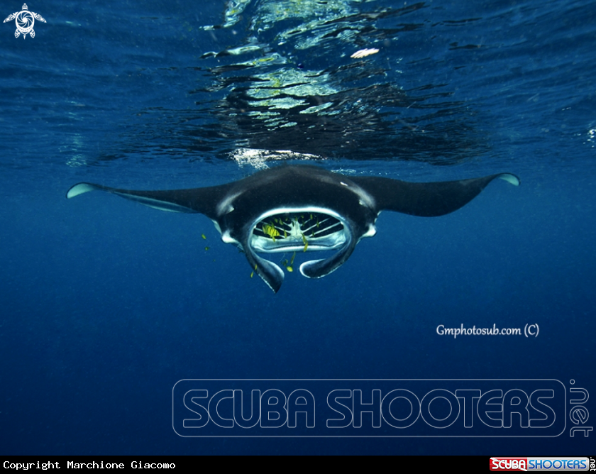 A Mantas birostris