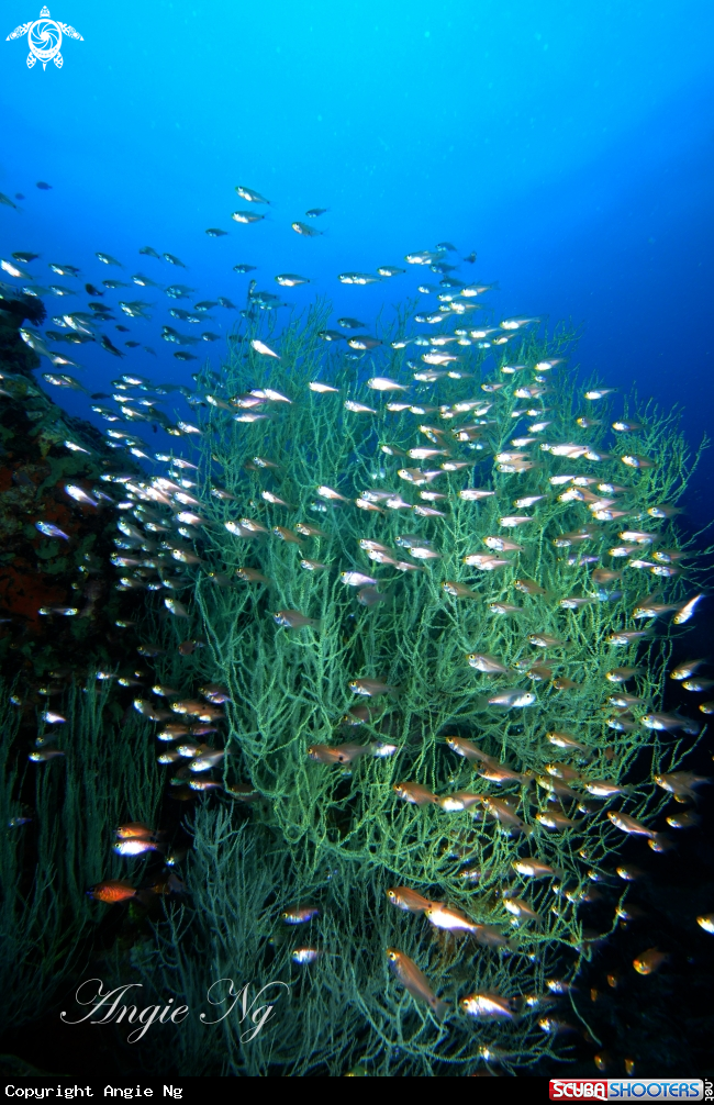 A Coral