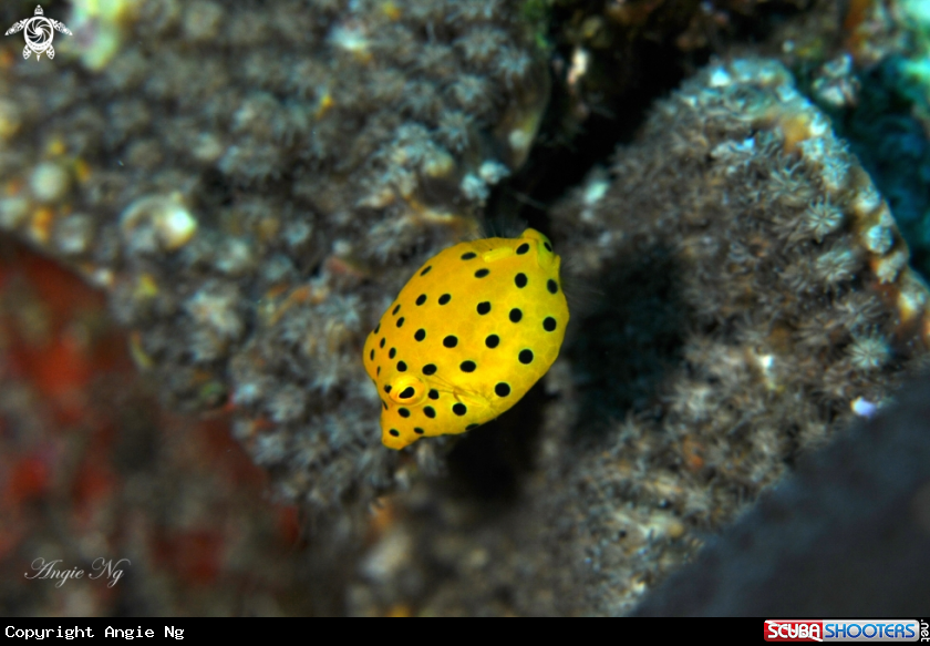 A Box fish