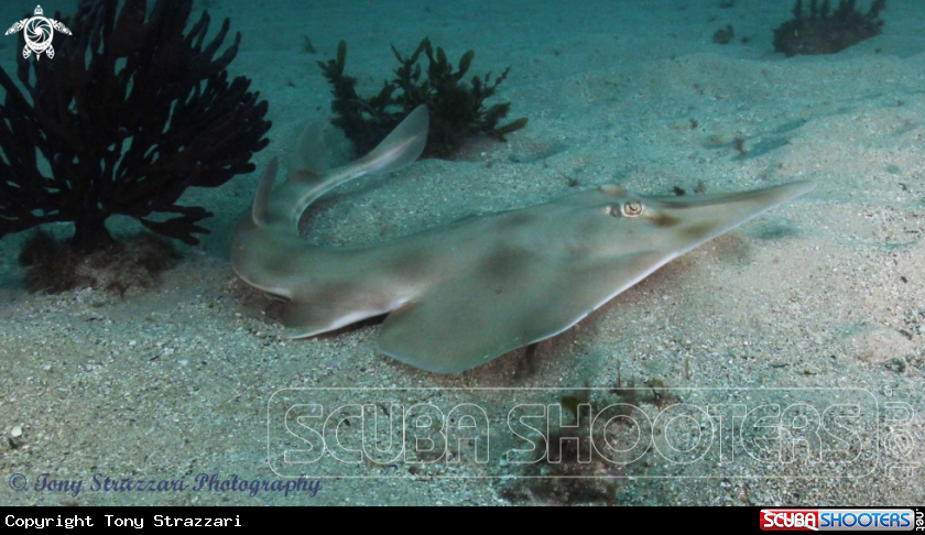 A Shovel nosed shark
