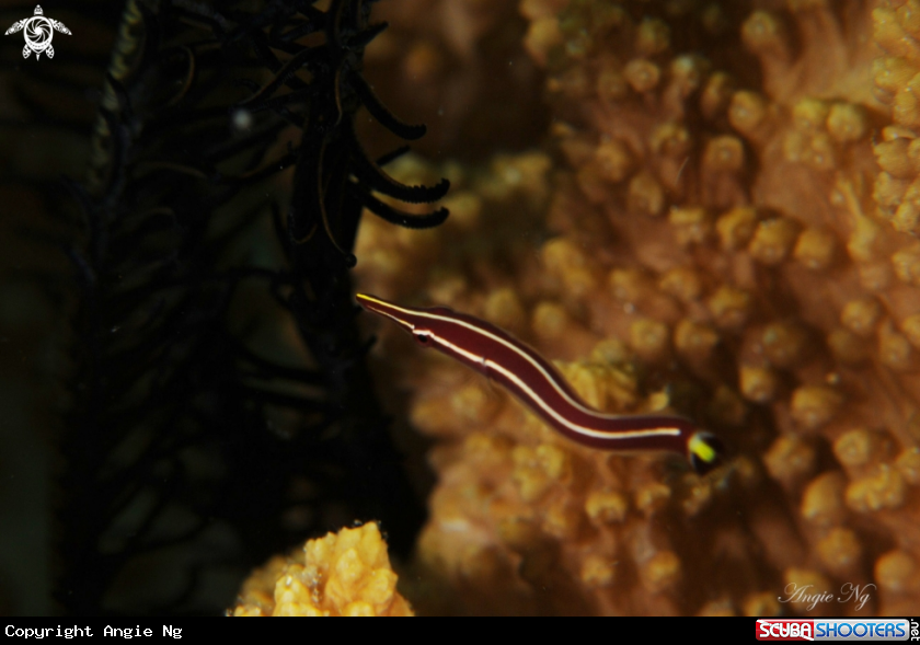 A Clingfishes