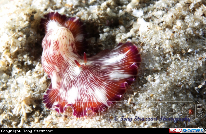 A White-lined flatworm