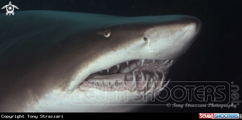 A Grey Nurse Shark (Sand Tiger, Ragged Tooth)