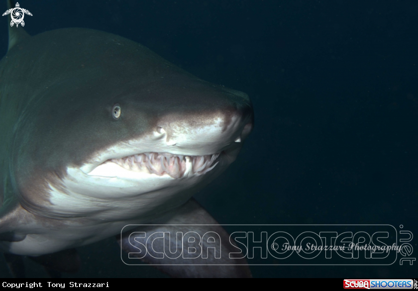 A Grey Nurse Shark (Sand Tiger, Ragged Tooth)