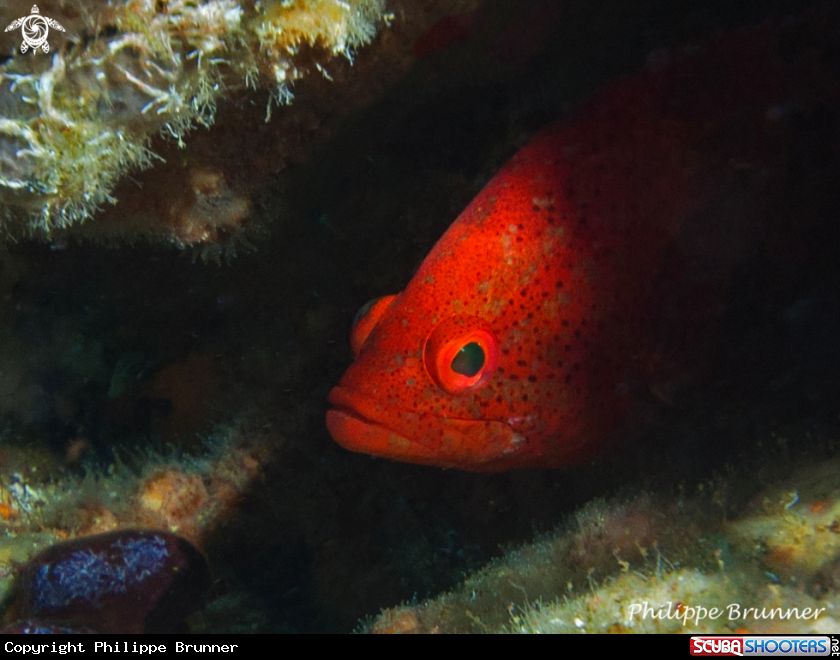 A Grouper