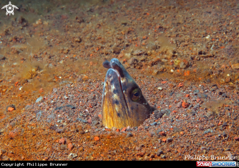 A Eel snake