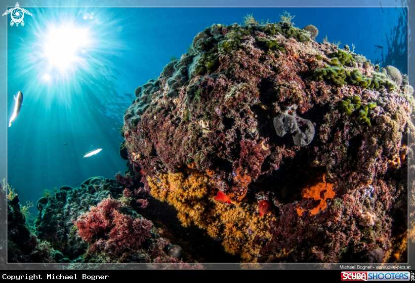 A underwater creature