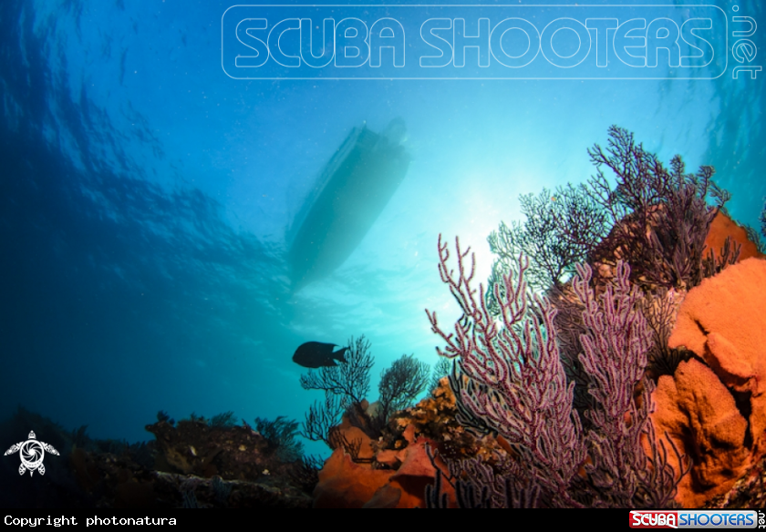 A Gorgonians, Sea fan.