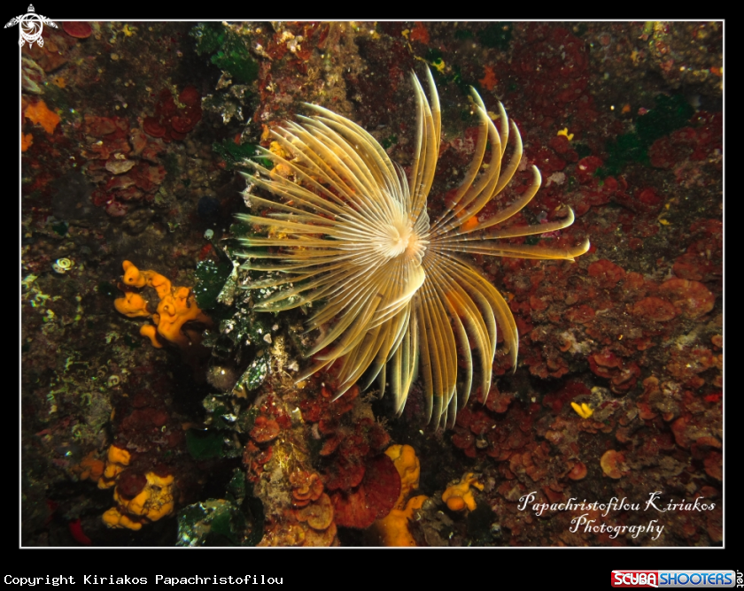 A Sithonia