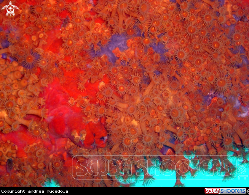 A margherite di mare