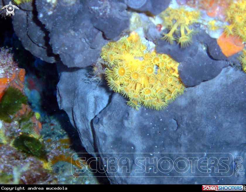 A  margherite di mare