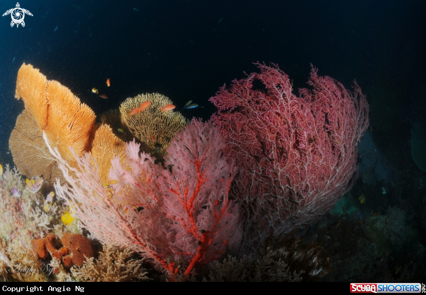 A Sea fans
