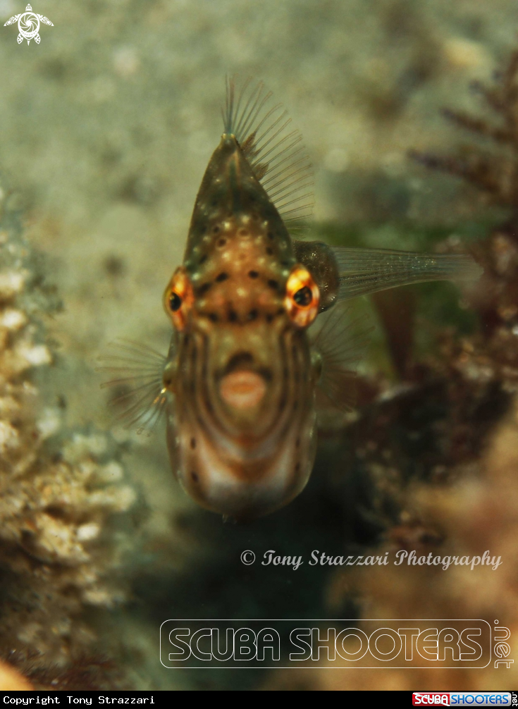 A Pygmy leatherjacket