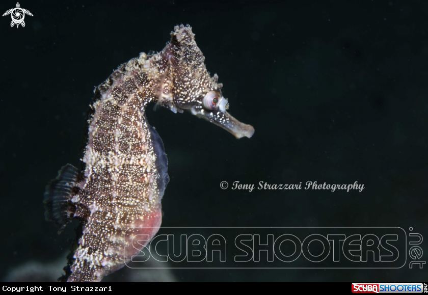 A White's seahorse