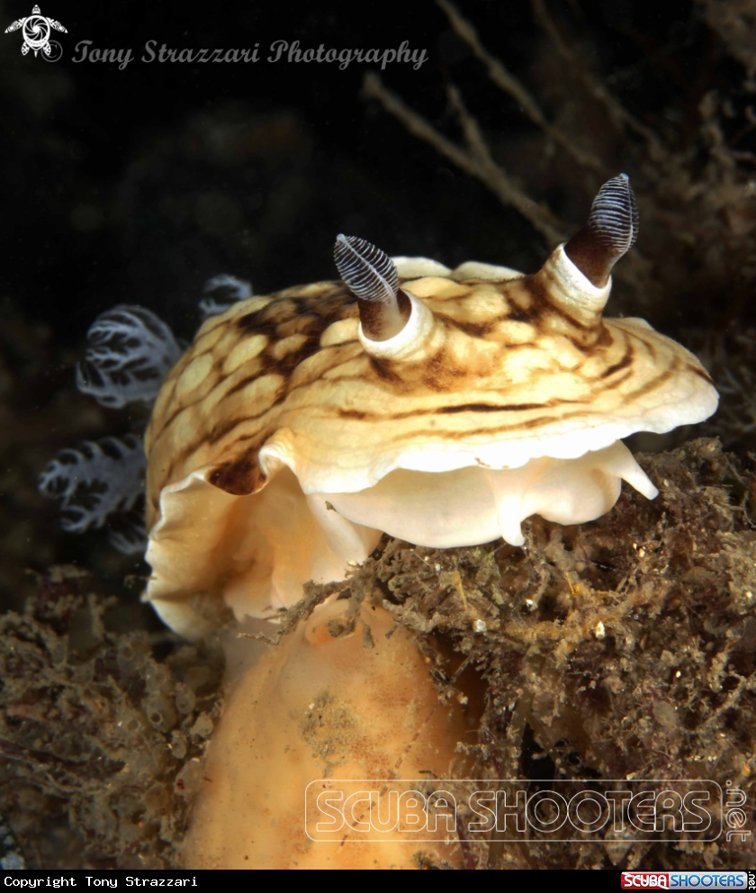A Pancake Aphelodoris