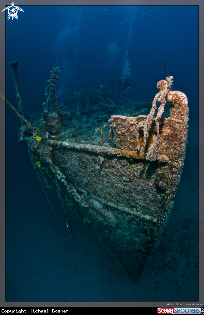 A underwater creature