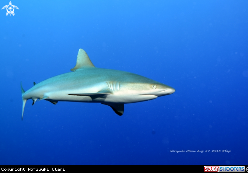 A Reef Sgark