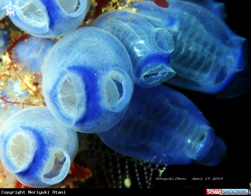 A tunicate