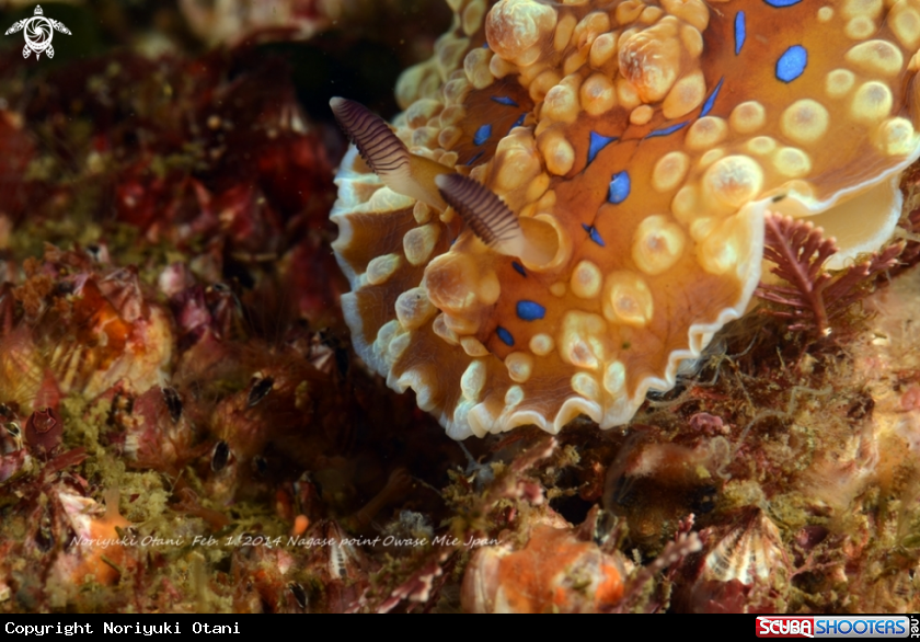 A Nudi