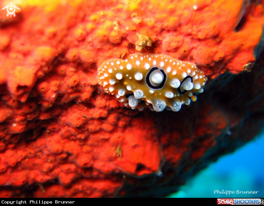 A Nudibranch
