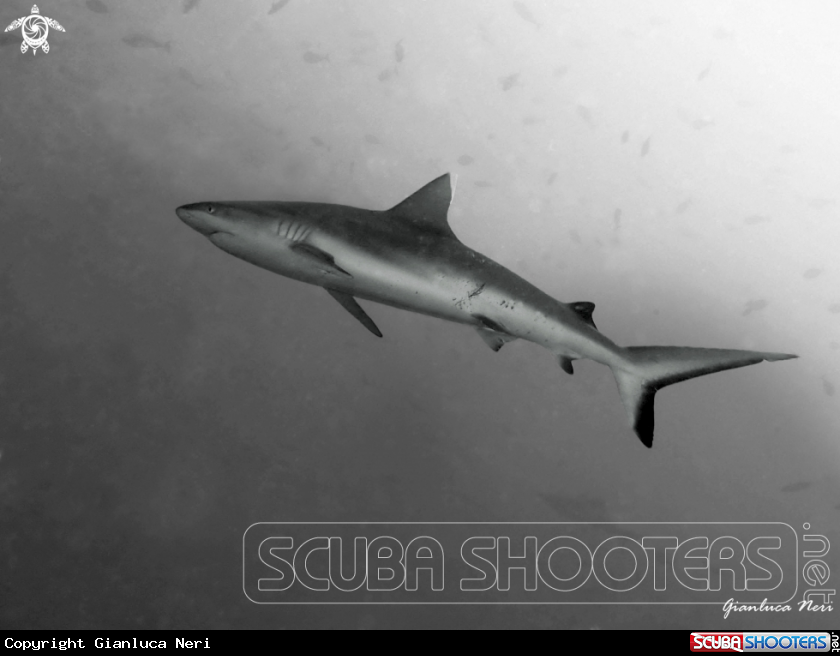A Grey reef shark