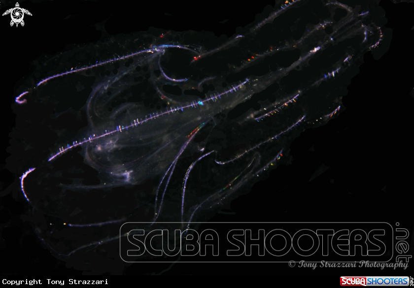 A Comb jelly