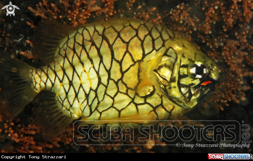A Pineapplefish