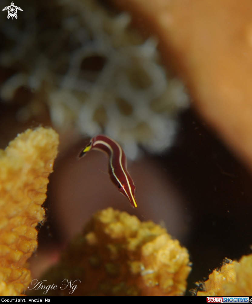 A Clingfish