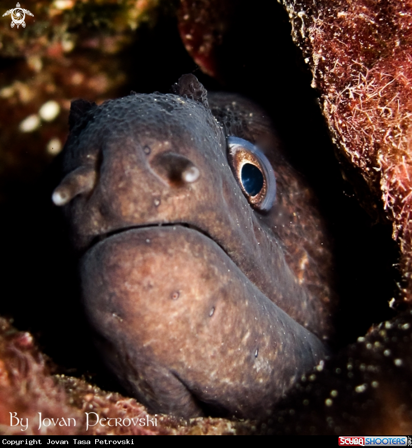 A Murina / Moray_eel.