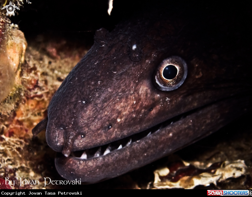 A Murina / Moray_eel.