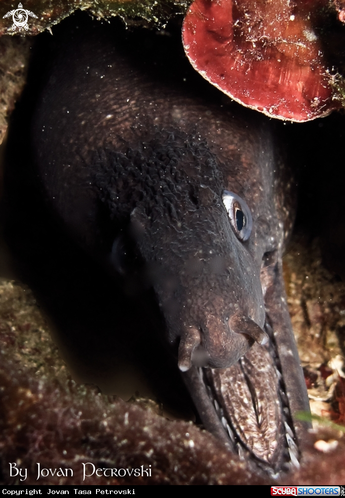 A Murina / Moray_eel.