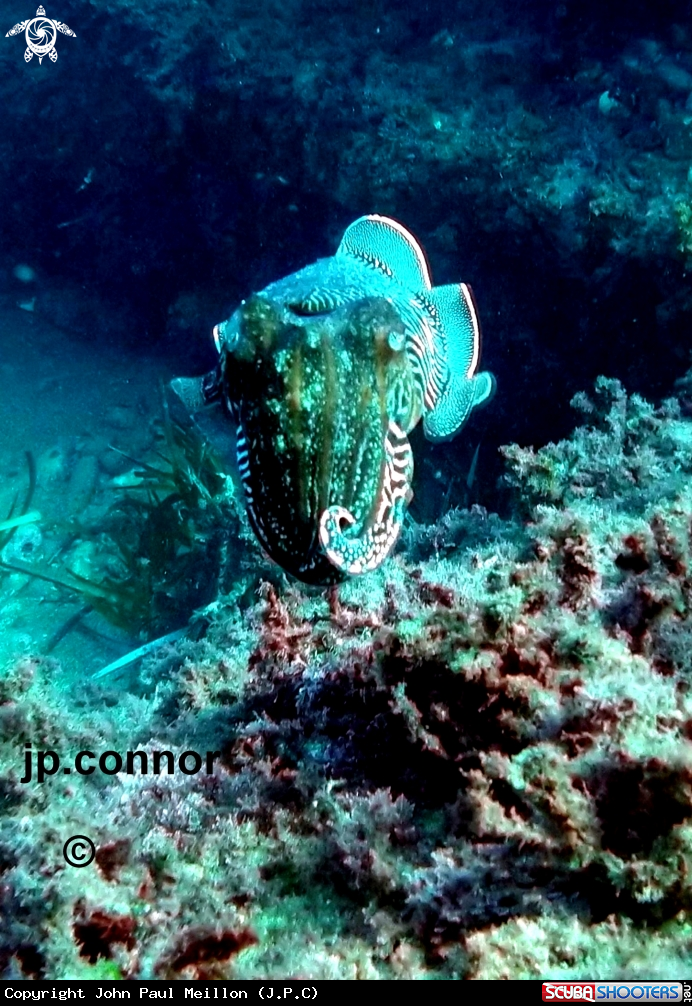 A Cuttlefish