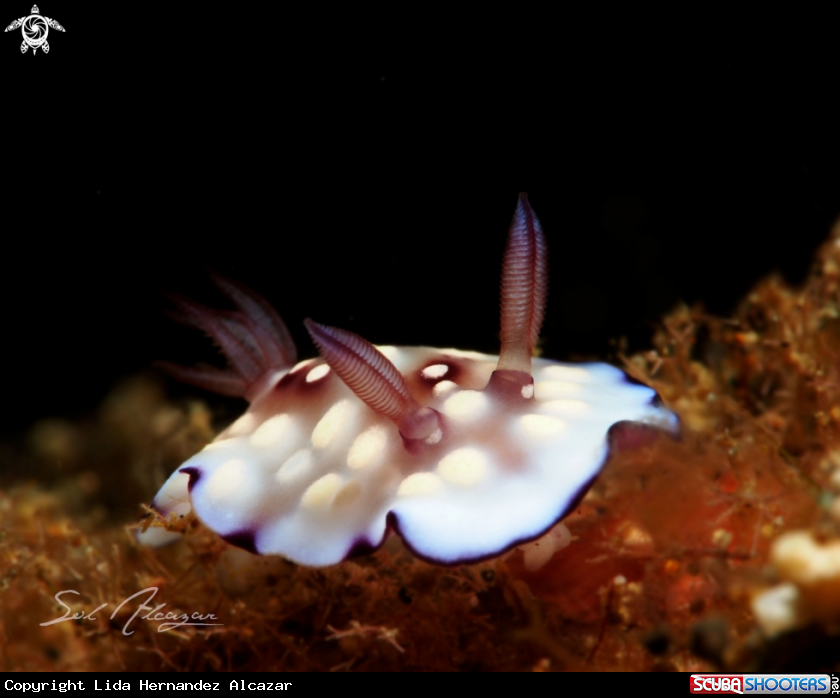 A nudibranch