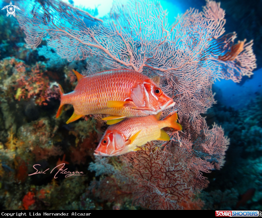A Sabre Squirrelfish