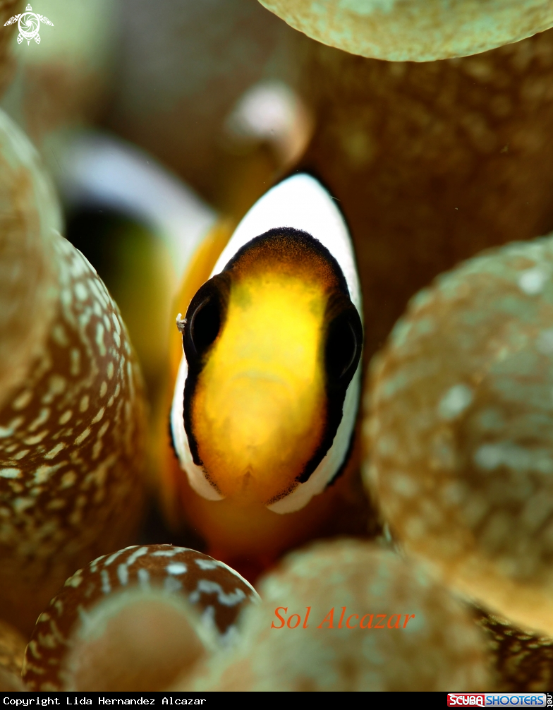 A anemone fish