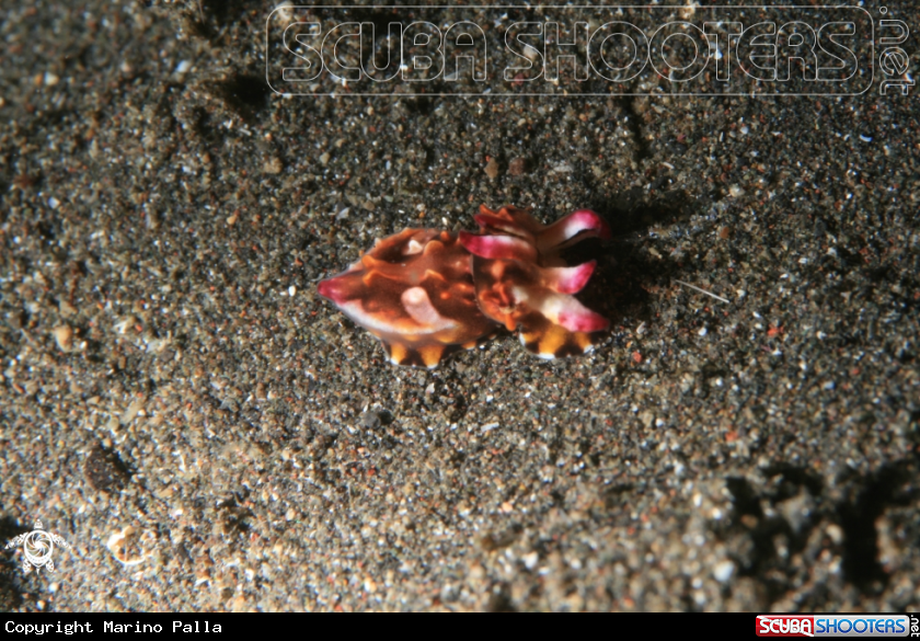 A Flamboyant Cuttlefish