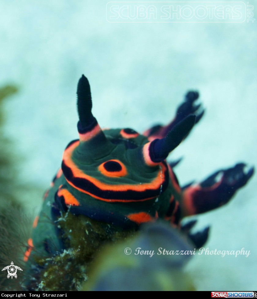 A Donut Nembrotha