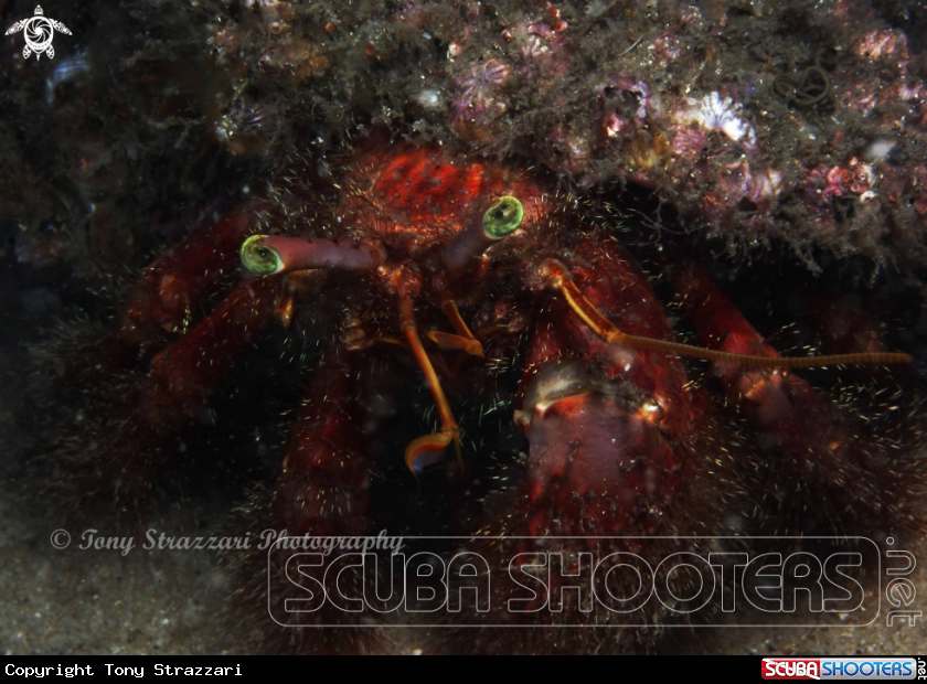A Hairy red hermit crab